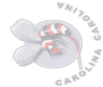 Carolina - Actua Ice Hockey 2