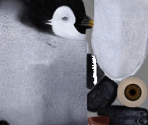 Young Penguin (Low-Poly) - Happy Feet