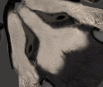 Gupta - Ice Age: Continental Drift - Arctic Games