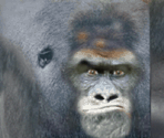 Gorilla - Tony Hawk's Pro Skater 4