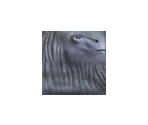 Aladar - Dinosaur