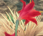 Galbana Lily - Final Fantasy 12