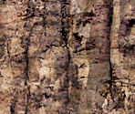 Rock