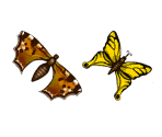 Butterflies and Moths - The Cat! Porfirio's Adventure