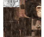 Chimp - BMX XXX