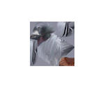 Pigeon - BMX XXX