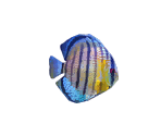 Fish - Grand Theft Auto: San Andreas