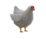 Chicken - AWAY: Journey to the Unexpected