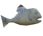 Fish - AWAY: Journey to the Unexpected