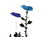 Chrysanthemum - Home is Where One Starts...