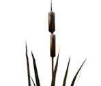 Calamus - Home is Where One Starts...