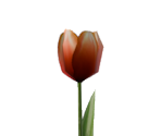 Tulip - Home is Where One Starts...