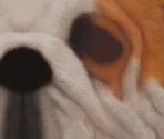 Bulldog