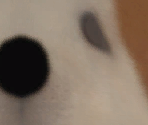 Akita
