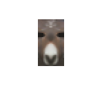 Donkey (HD)