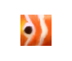 Clown Fish (HD)