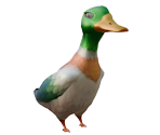 Duck - My Time at Portia