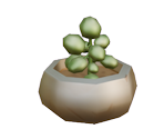 Potted Succulent