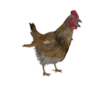 Chicken - ATOM RPG: Post-apocalyptic indie game