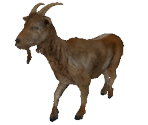 Goat - ATOM RPG: Post-apocalyptic indie game