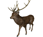 Stag