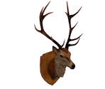 Stag Head