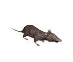 Rat - Tony Hawk's Pro Skater 3 + 4