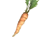Carrot