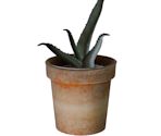 Aloe Pot - ATOM RPG Trudograd