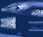 Environmental Textures - Deep Sea Tycoon
