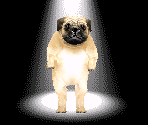 Pug Dog - Chara-den