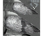Pigeon - Tony Hawk's Pro Skater 2X