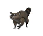 Attack Raccoon - Roblox