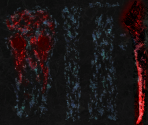 c2320/c9980 - Bloodborne