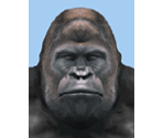 Gorilla - Evolution Skateboarding