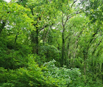 Woods - Psychopomp Gold