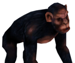 Chimpanzee