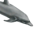 Dolphin