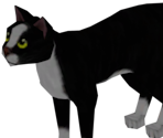 Cats