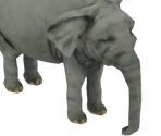 Elephant Calf