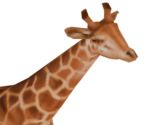 Giraffe Calf