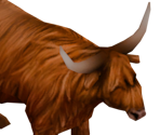 Highland Cow