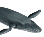 Humpback Whale