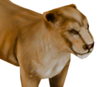 Lioness - Cities: Skylines