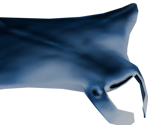 Manta Ray - Cities: Skylines