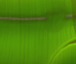 Bamboo Shoot