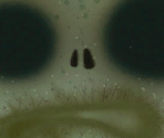 Browncoat Zombie
