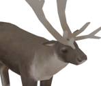 Reindeer
