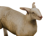 Sheep