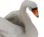Swan